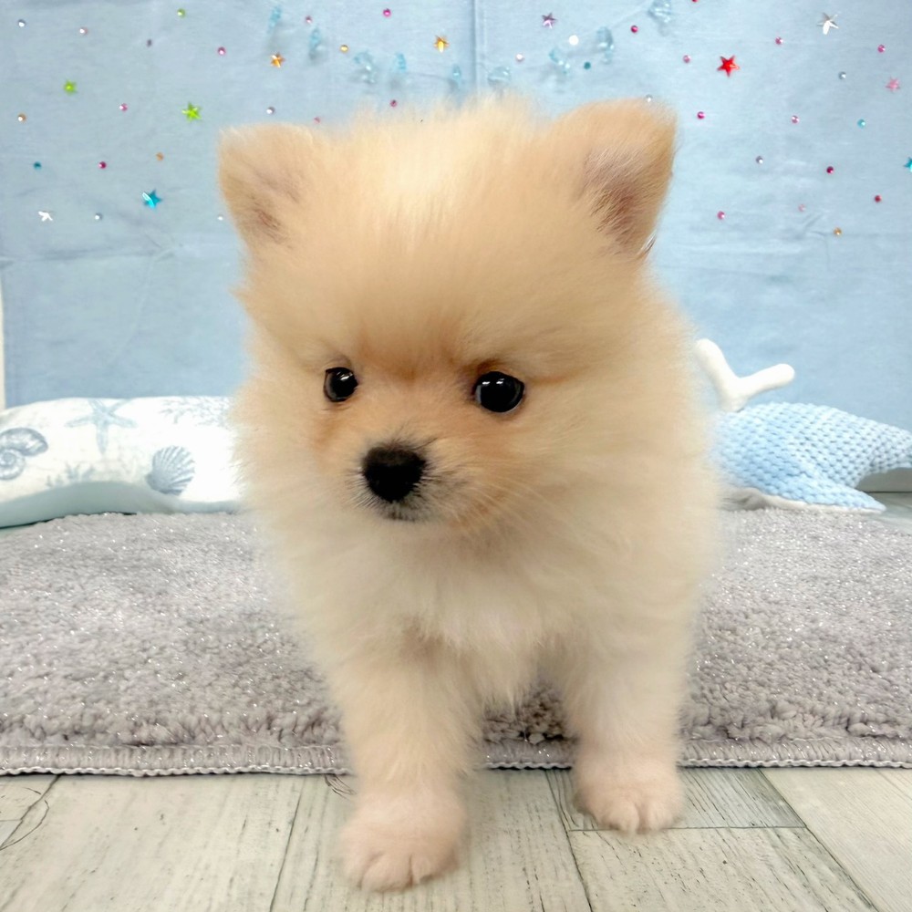 福岡県のポメラニアン (犬の家＆猫の里シュロアモール筑紫野店/2026年3月29日生まれ/女の子/クリーム)の子犬の3枚目の画像