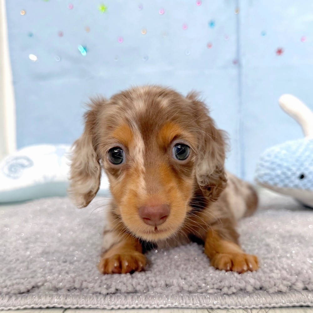 福岡県のミニチュアダックスフンド(ロング) (犬の家＆猫の里シュロアモール筑紫野店/2026年3月30日生まれ/男の子/チョコレートダップル)の子犬の1枚目の画像