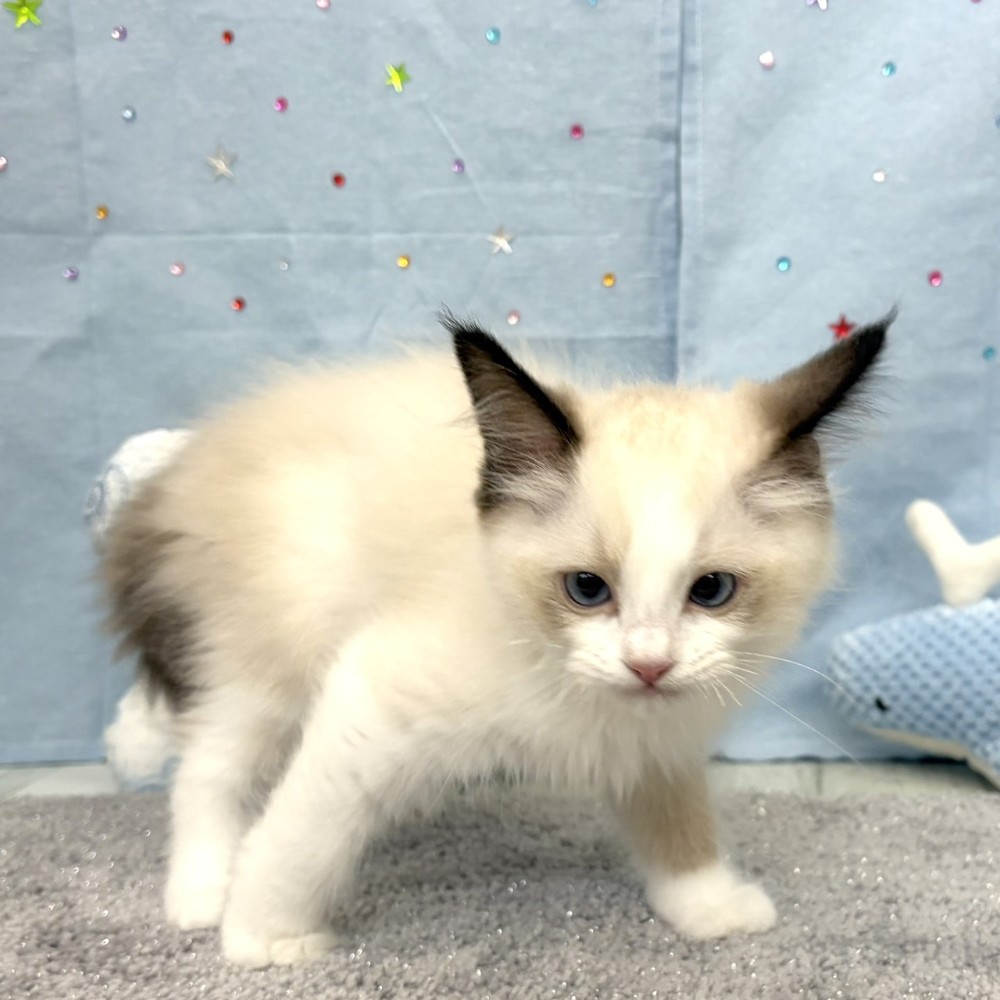 福岡県のラグドール (犬の家＆猫の里シュロアモール筑紫野店/2026年4月5日生まれ/男の子/シールポイントバイカラー)の子猫の3枚目の画像