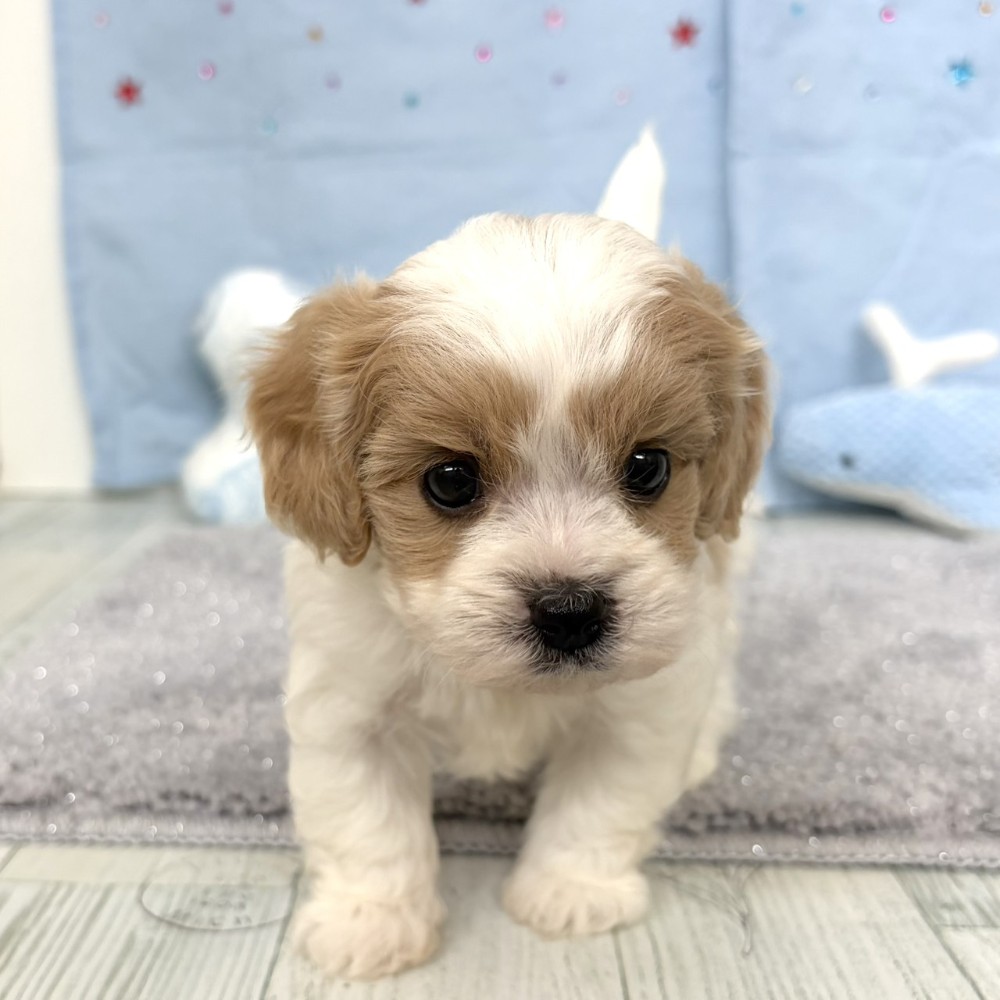 福岡県のハーフ犬・ミックス犬 (犬の家＆猫の里シュロアモール筑紫野店/2026年4月14日生まれ/男の子/ブレンハイム)の子犬の3枚目の画像