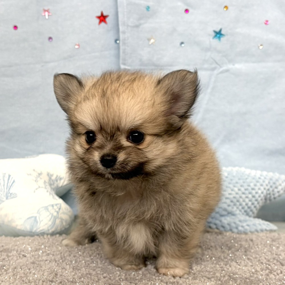 福岡県のポメチワ/チワポメ/ポメチー(ポメラニアン×チワワ) (犬の家＆猫の里シュロアモール筑紫野店/2026年4月10日生まれ/女の子/フォーン)の子犬の3枚目の画像