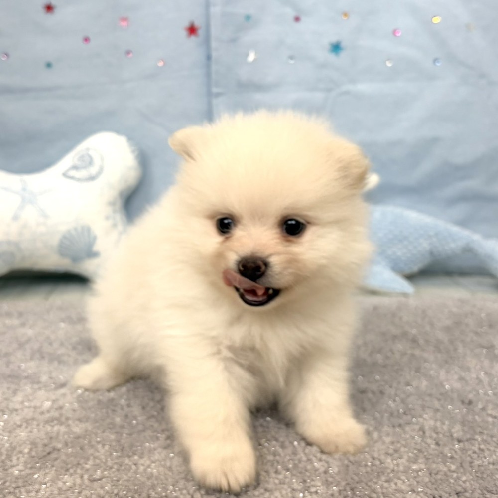 福岡県のポメラニアン (犬の家＆猫の里シュロアモール筑紫野店/2026年4月11日生まれ/女の子/ホワイト)の子犬の3枚目の画像
