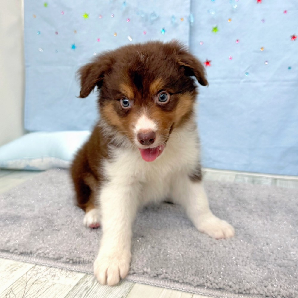 福岡県のボーダーコリー (犬の家＆猫の里シュロアモール筑紫野店/2026年4月25日生まれ/男の子/チョコレートホワイト)の子犬の3枚目の画像