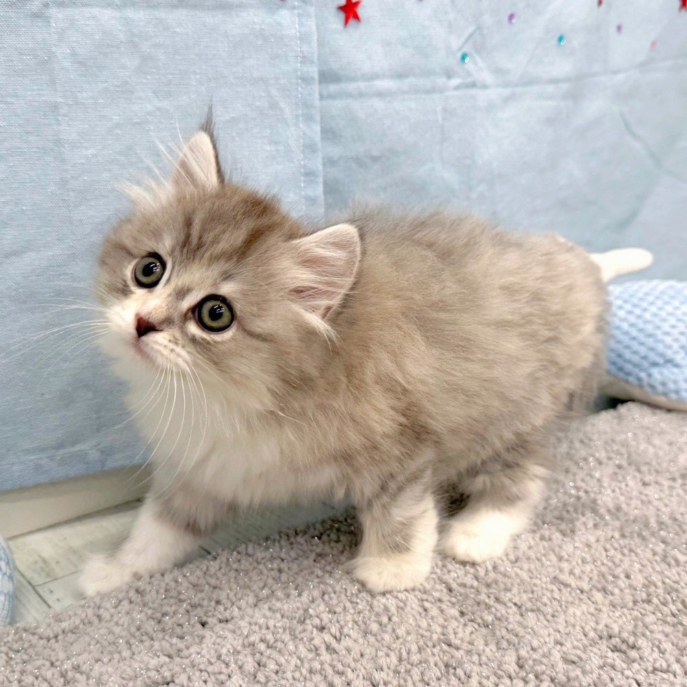 福岡県のサイベリアン (犬の家＆猫の里シュロアモール筑紫野店/2026年4月22日生まれ/女の子/シルバーパッチドタビーホワイト)の子猫の3枚目の画像