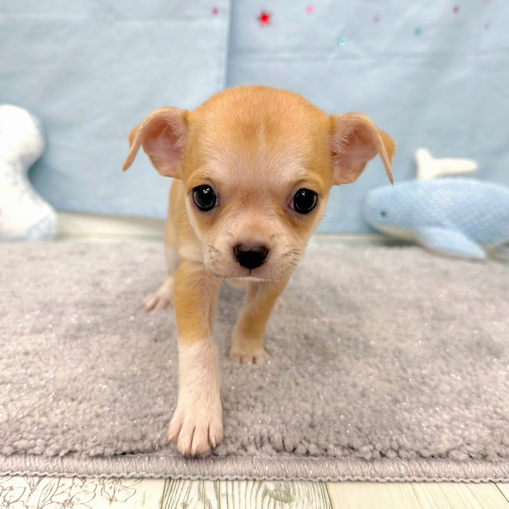 福岡県のチワワ(スムース) (犬の家＆猫の里シュロアモール筑紫野店/2026年4月27日生まれ/女の子/レッド)の子犬の3枚目の画像