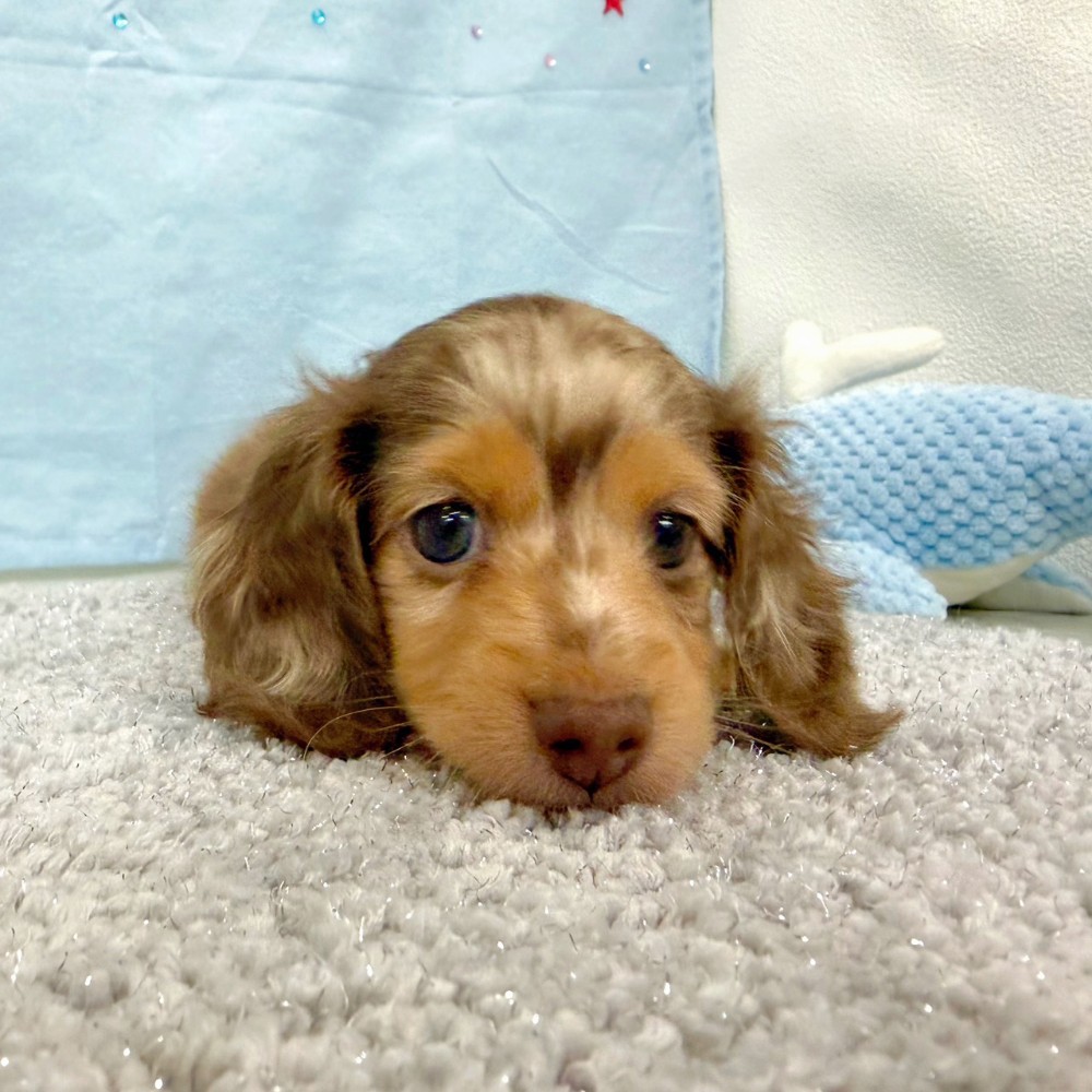 福岡県のミニチュアダックスフンド(ロング) (犬の家＆猫の里シュロアモール筑紫野店/2026年4月25日生まれ/男の子/チョコレートダップル)の子犬の3枚目の画像