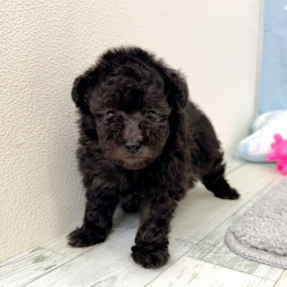 福岡県のトイプードル(ティーカップ) (犬の家＆猫の里シュロアモール筑紫野店/2026年4月28日生まれ/女の子/シルバー)の子犬の3枚目の画像
