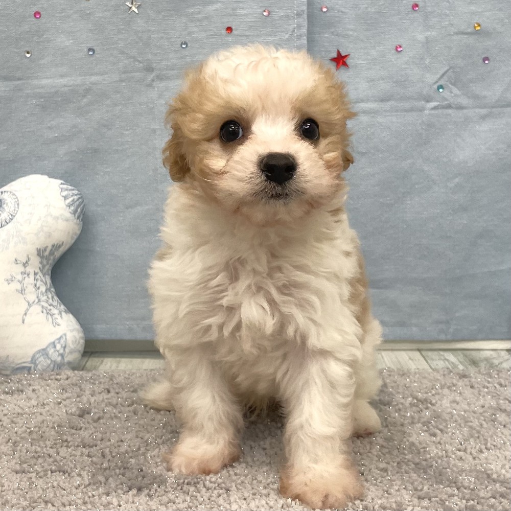 福岡県のキャバプー(キャバリア×プードル) (犬の家＆猫の里シュロアモール筑紫野店/2026年4月27日生まれ/男の子/ホワイトクリーム)の子犬の3枚目の画像