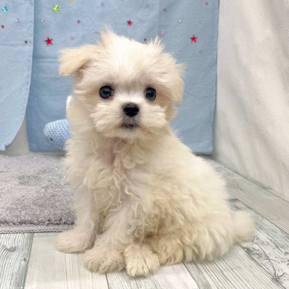 福岡県のマルチーズ (犬の家＆猫の里シュロアモール筑紫野店/2026年4月23日生まれ/女の子/ホワイト)の子犬の3枚目の画像