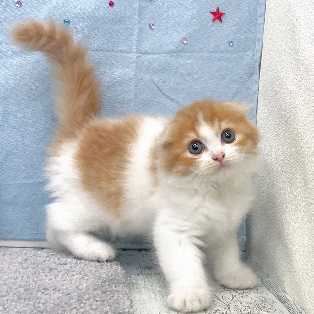 福岡県のスコティッシュフォールド (犬の家＆猫の里シュロアモール筑紫野店/2026年4月26日生まれ/男の子/レッドタビーホワイト)の子猫の3枚目の画像
