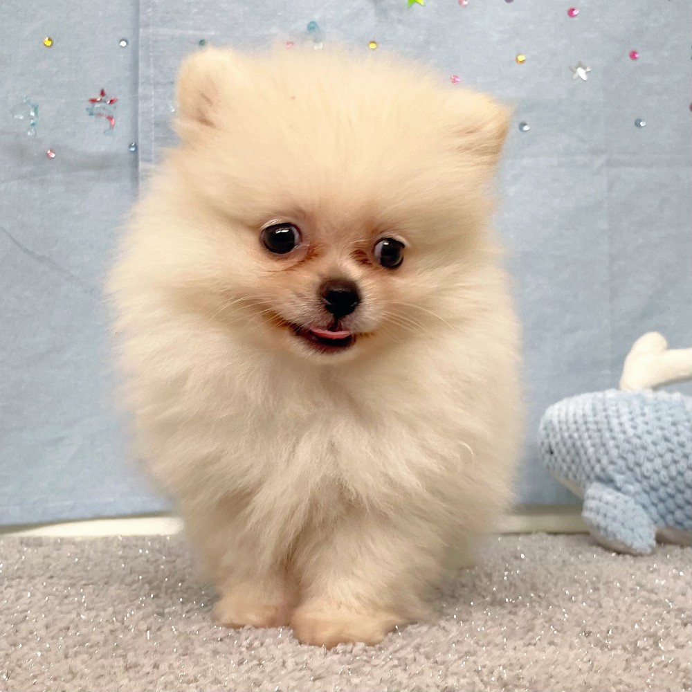 福岡県のハーフ犬・ミックス犬 (犬の家＆猫の里シュロアモール筑紫野店/2026年5月3日生まれ/男の子/クリーム)の子犬の3枚目の画像
