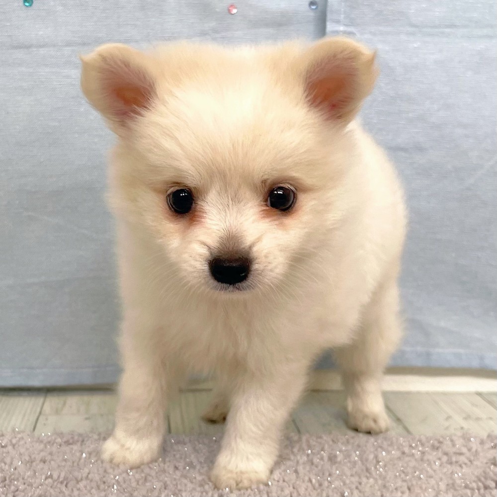 福岡県のハーフ犬・ミックス犬 (犬の家＆猫の里シュロアモール筑紫野店/2026年5月5日生まれ/女の子/クリーム)の子犬の3枚目の画像