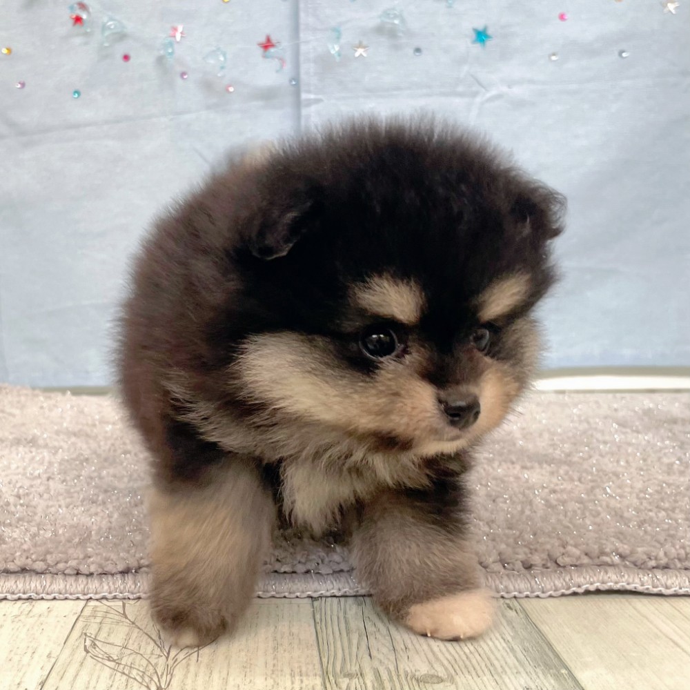 福岡県のポメラニアン (犬の家＆猫の里シュロアモール筑紫野店/2026年5月2日生まれ/男の子/ブラックタン)の子犬の3枚目の画像