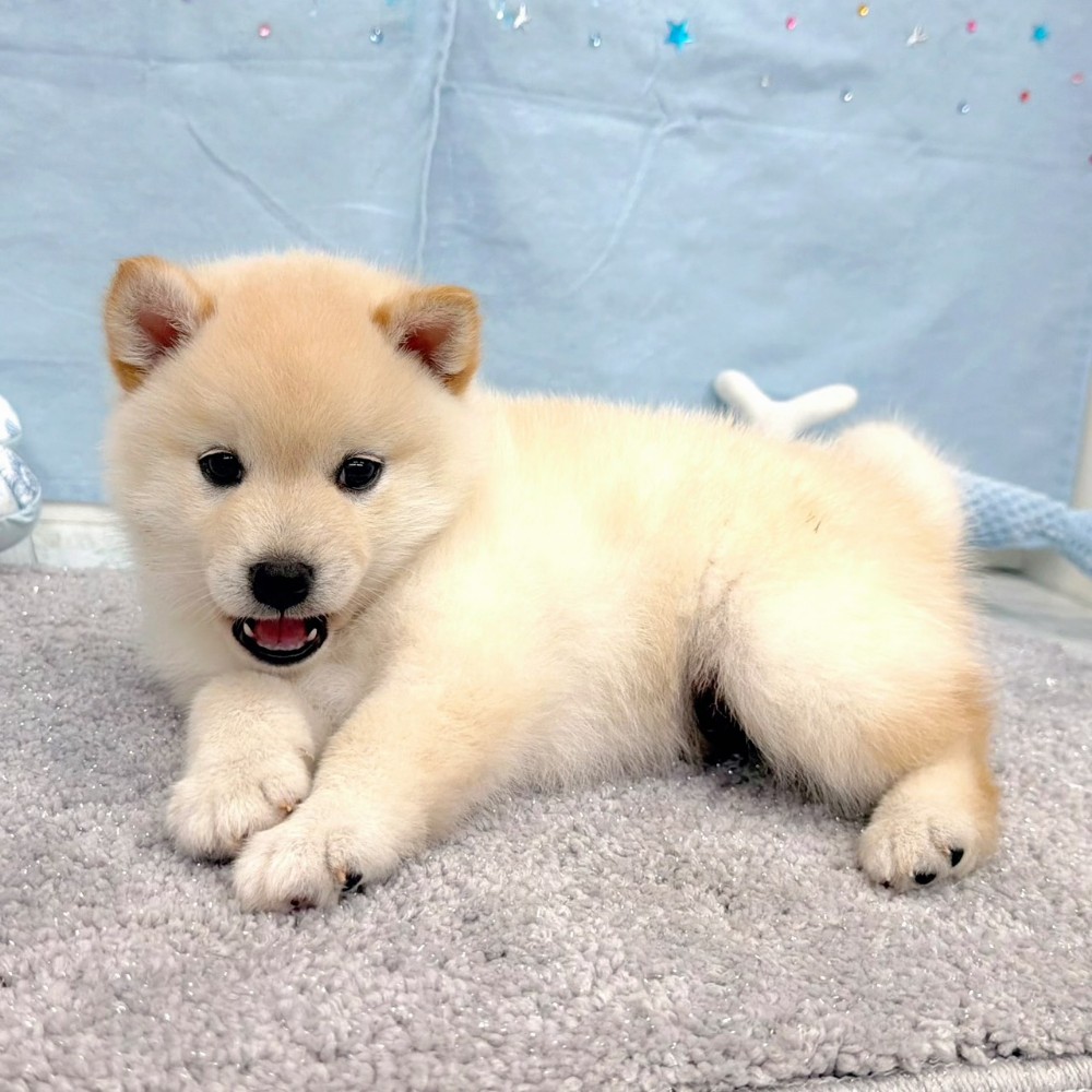 福岡県のポメ柴/豆ポメ/ポメ豆柴(ポメラニアン×柴犬) (犬の家＆猫の里シュロアモール筑紫野店/2026年5月5日生まれ/男の子/白)の子犬の3枚目の画像