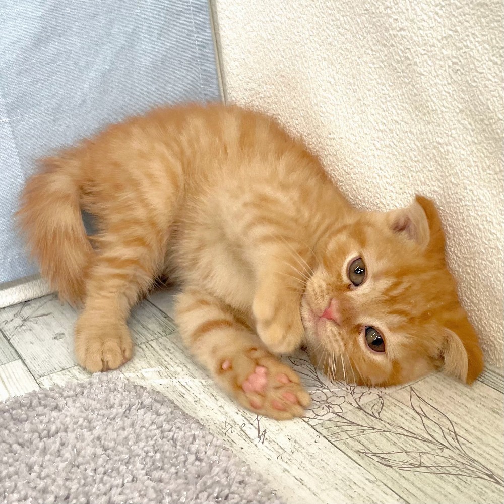 福岡県のスコティッシュフォールド (犬の家＆猫の里シュロアモール筑紫野店/2026年4月30日生まれ/女の子/レッドタビー)の子猫の3枚目の画像