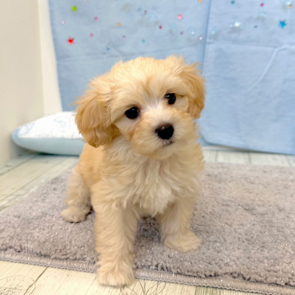 福岡県のマルプー(マルチーズ×プードル) (犬の家＆猫の里シュロアモール筑紫野店/2026年5月10日生まれ/男の子/クリーム)の子犬の3枚目の画像