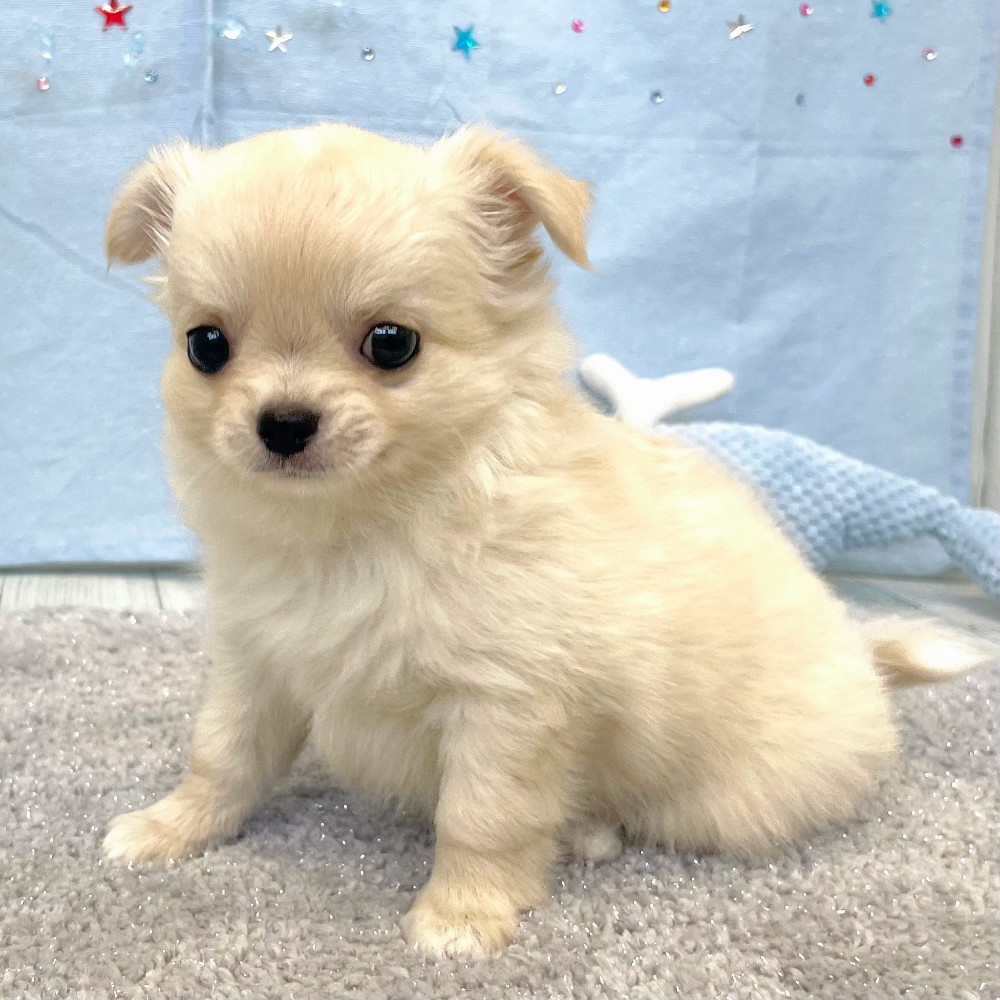 福岡県のチワワ(ロング) (犬の家＆猫の里シュロアモール筑紫野店/2026年5月11日生まれ/男の子/クリームホワイト)の子犬の3枚目の画像