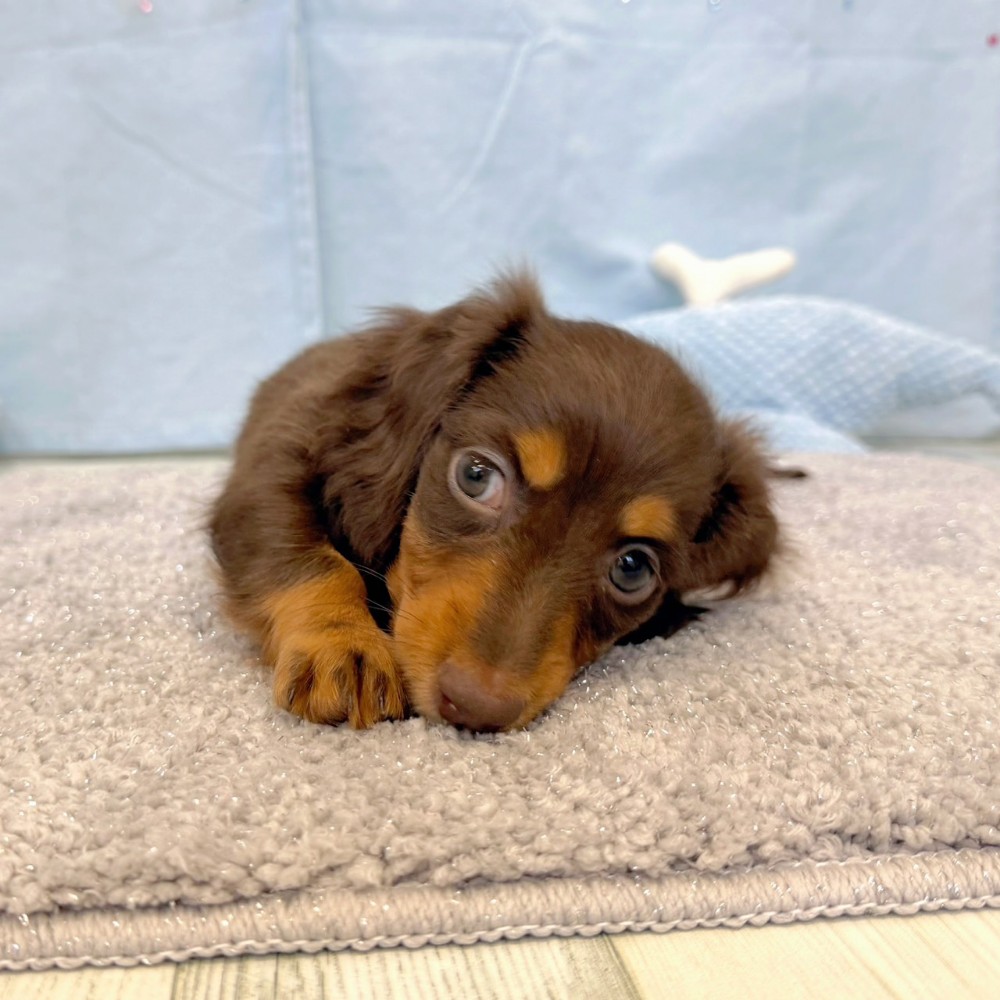 福岡県のミニチュアダックスフンド(ロング) (犬の家＆猫の里シュロアモール筑紫野店/2026年5月10日生まれ/女の子/チョコレートタン)の子犬の3枚目の画像