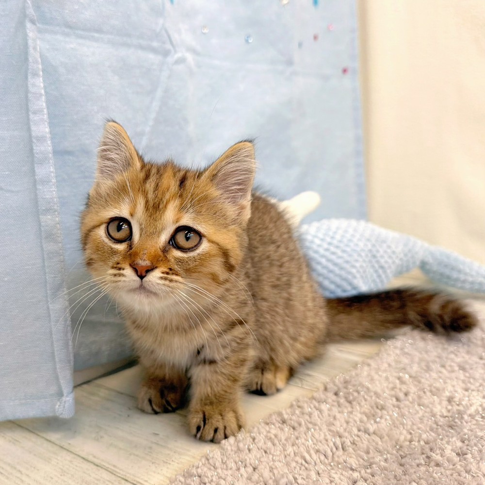 福岡県のミヌエット (犬の家＆猫の里シュロアモール筑紫野店/2026年4月25日生まれ/女の子/ブラウンパッチドタビー)の子猫の3枚目の画像