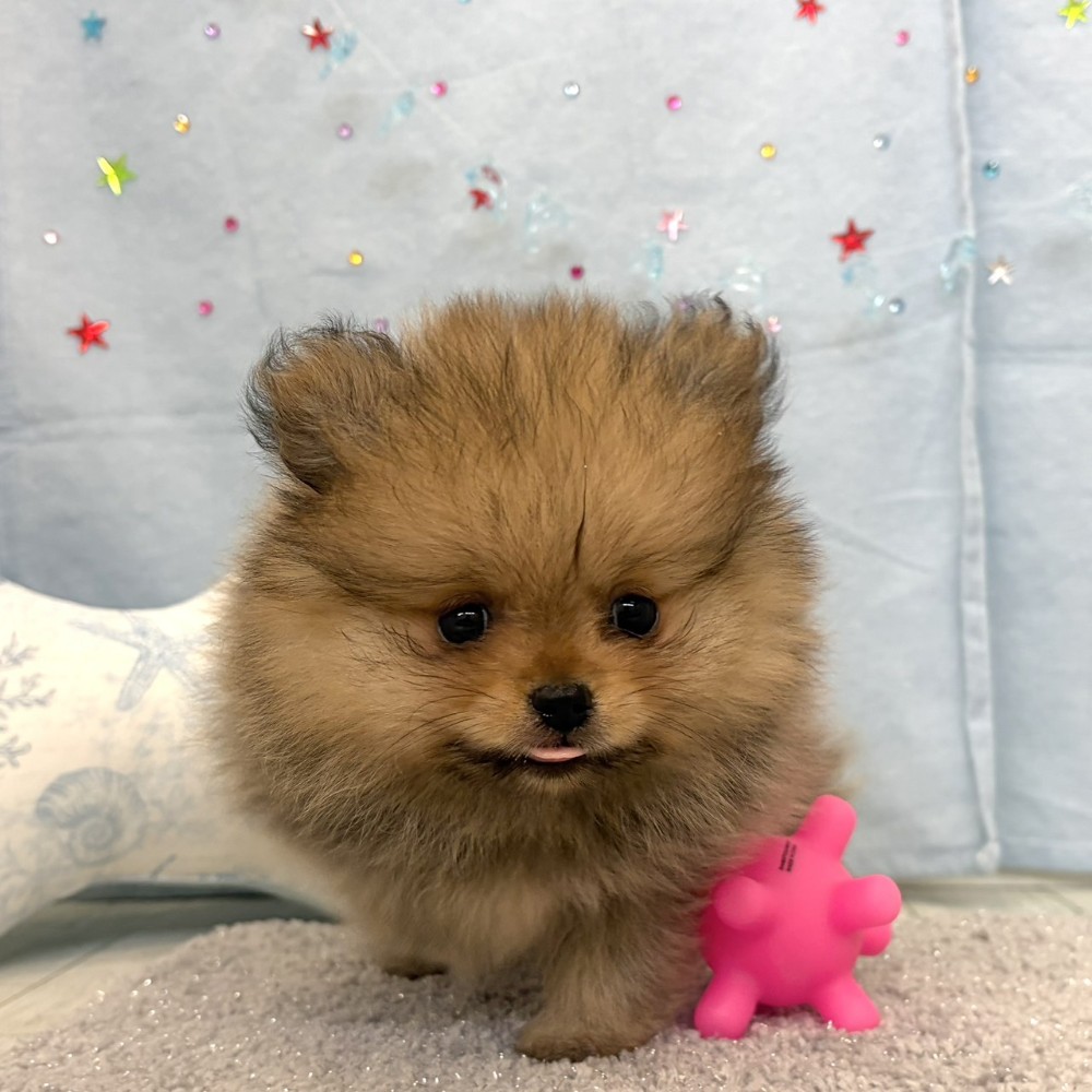 福岡県のポメラニアン (犬の家＆猫の里シュロアモール筑紫野店/2026年5月15日生まれ/女の子/オレンジ)の子犬の3枚目の画像