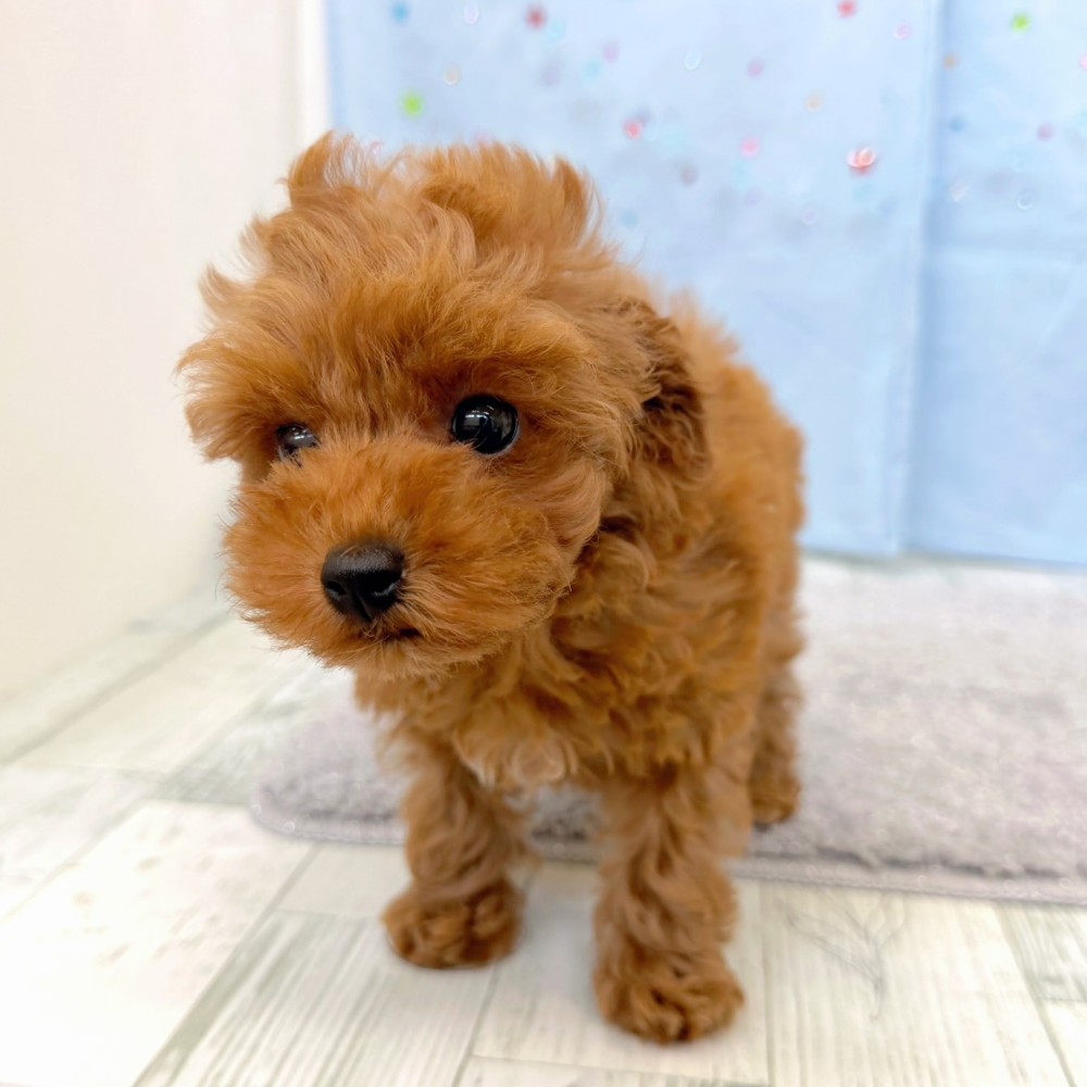 福岡県のトイプードル(トイ) (犬の家＆猫の里シュロアモール筑紫野店/2026年5月16日生まれ/女の子/レッドフォーン)の子犬の3枚目の画像