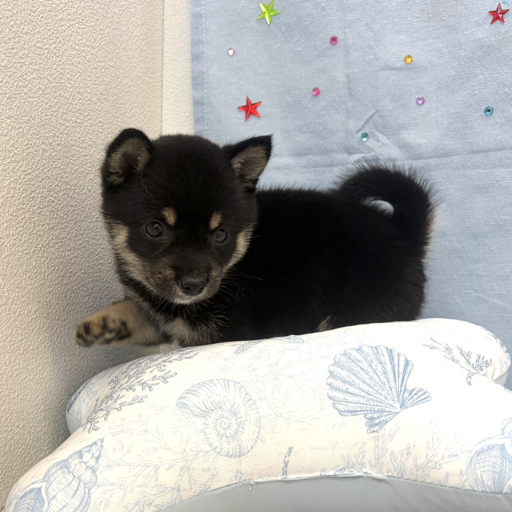 福岡県の豆柴 (犬の家＆猫の里シュロアモール筑紫野店/2026年5月15日生まれ/女の子/黒)の子犬の3枚目の画像