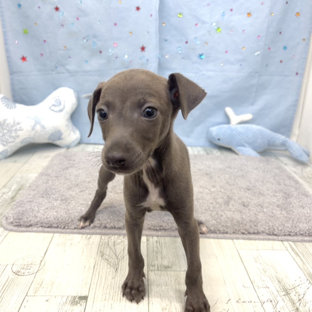 福岡県のイタリアングレーハウンド (犬の家＆猫の里シュロアモール筑紫野店/2026年5月16日生まれ/男の子/ブルー、ホワイトマーキング)の子犬の3枚目の画像