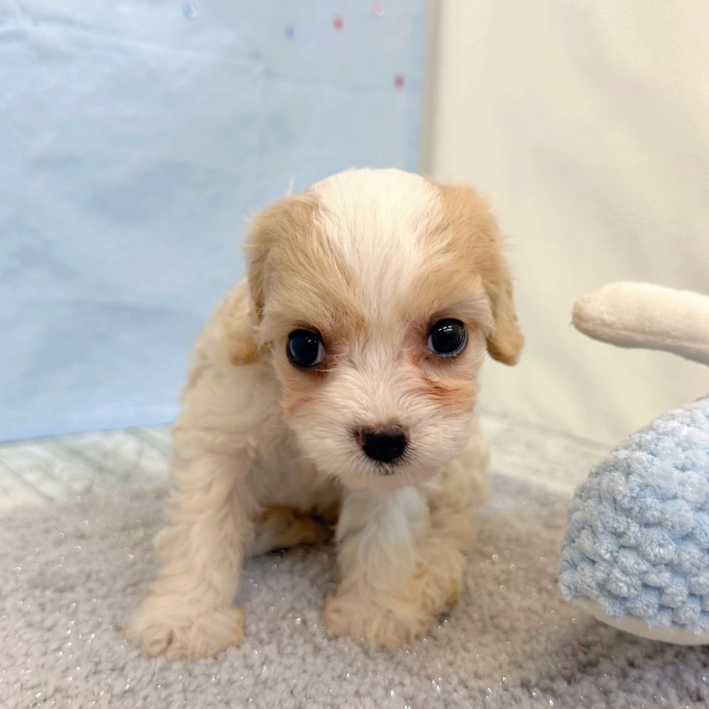 福岡県のハーフ犬・ミックス犬 (犬の家＆猫の里シュロアモール筑紫野店/2026年5月19日生まれ/女の子/レッドホワイト)の子犬の3枚目の画像
