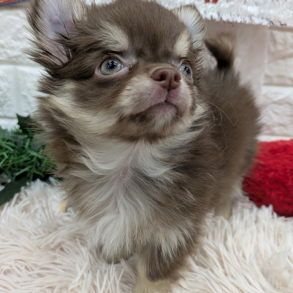 愛知県のチワワ(ロング) (犬の家＆猫の里MEGAドン・キホーテ東海名和店/2025年9月24日生まれ/男の子/チョコレートクリーム)の子犬の3枚目の画像