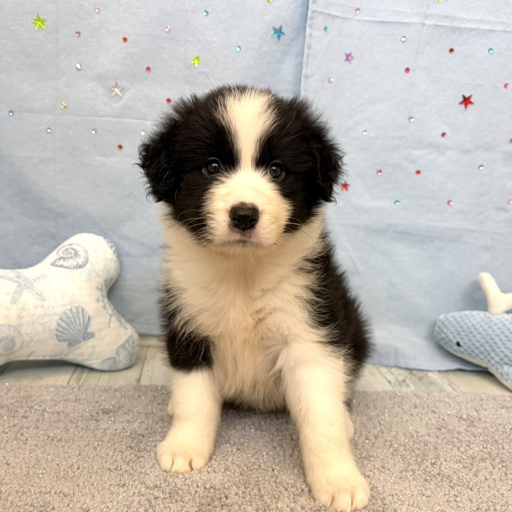 福岡県のボーダーコリー (犬の家＆猫の里シュロアモール筑紫野店/2026年5月24日生まれ/女の子/ブラックホワイト)の子犬の3枚目の画像