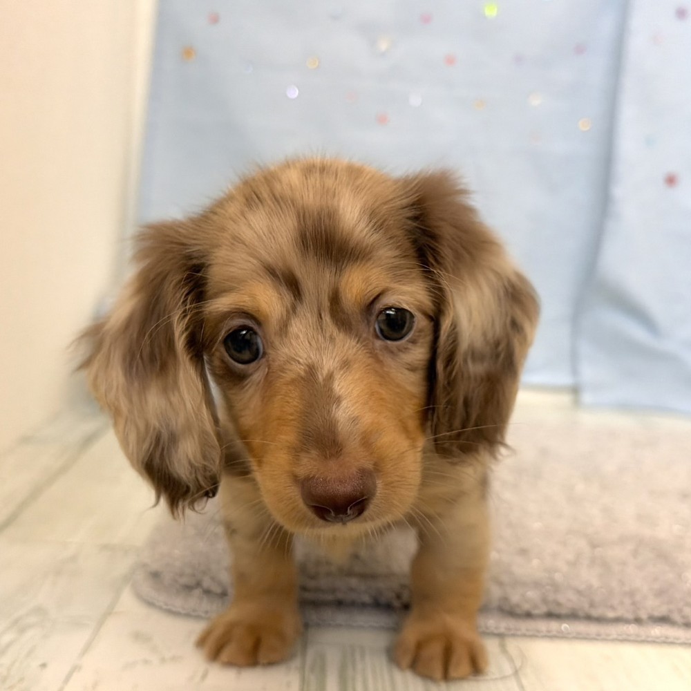 福岡県のミニチュアダックスフンド(ロング) (犬の家＆猫の里シュロアモール筑紫野店/2026年5月23日生まれ/男の子/チョコレートダップル)の子犬の3枚目の画像