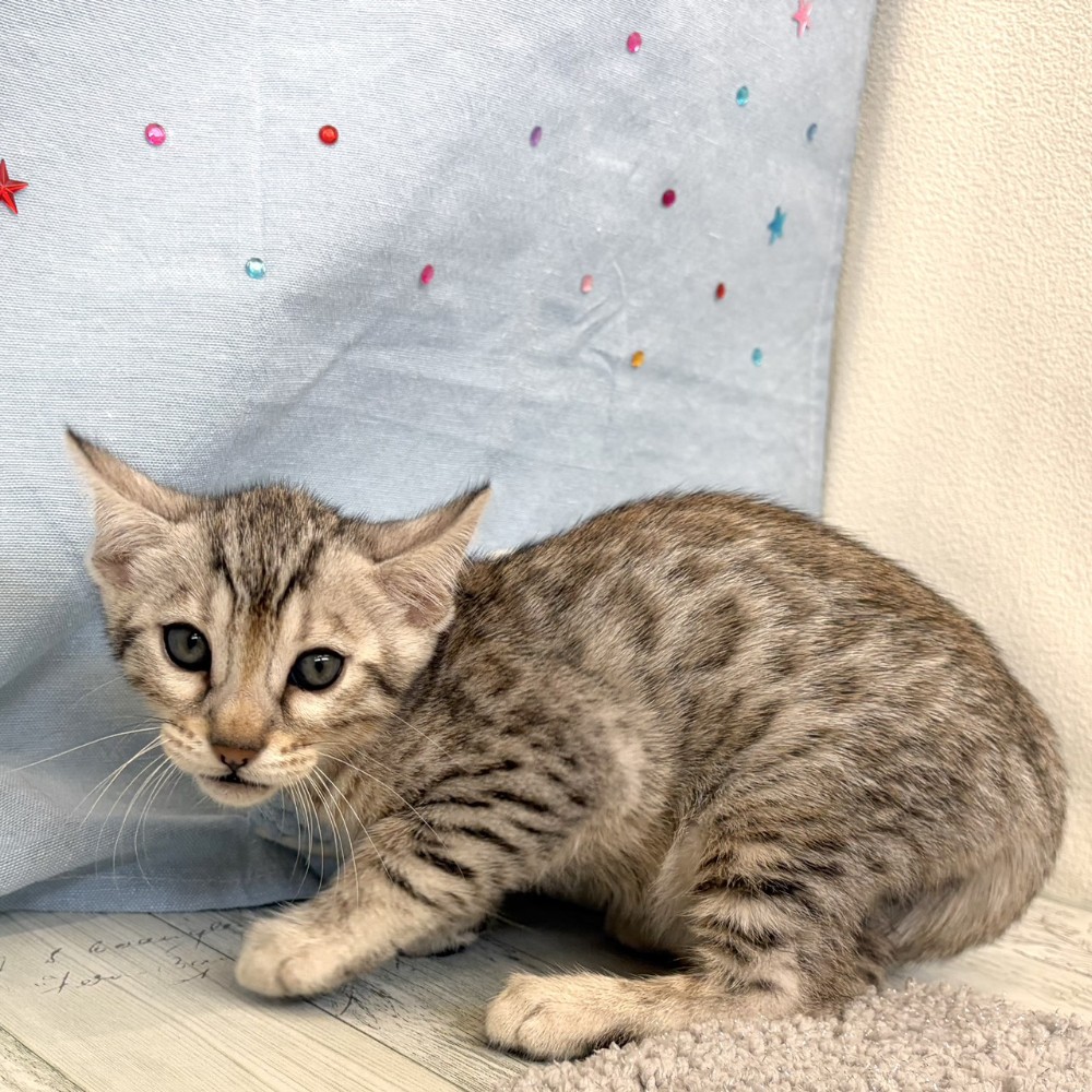 福岡県のベンガル (犬の家＆猫の里シュロアモール筑紫野店/2026年5月25日生まれ/男の子/ブラックシルバースポットタビー)の子猫の3枚目の画像