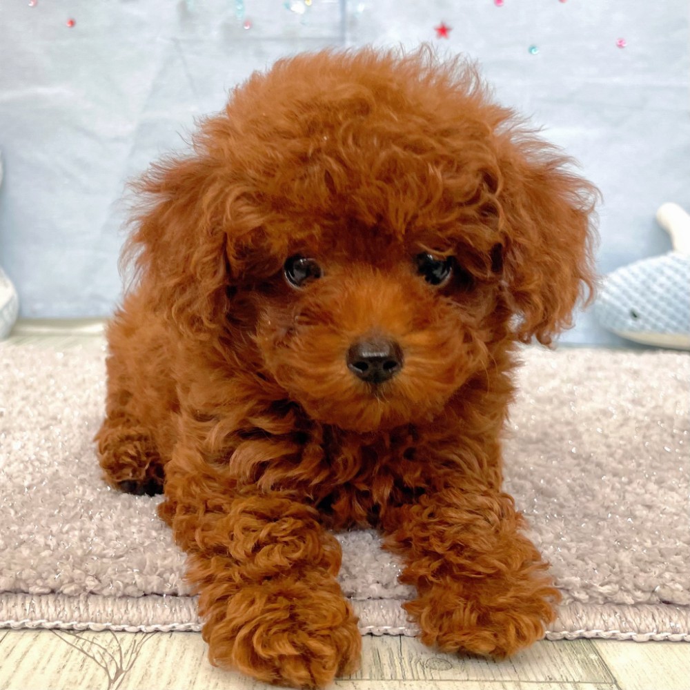 福岡県のトイプードル(タイニー) (犬の家＆猫の里シュロアモール筑紫野店/2026年6月2日生まれ/女の子/レッド)の子犬の3枚目の画像