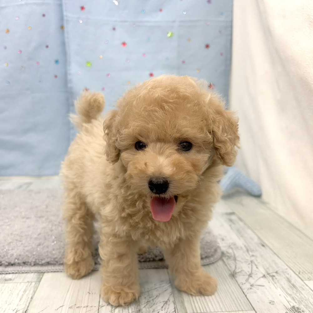 福岡県のトイプードル(トイ) (犬の家＆猫の里シュロアモール筑紫野店/2026年6月9日生まれ/男の子/クリーム)の子犬の3枚目の画像