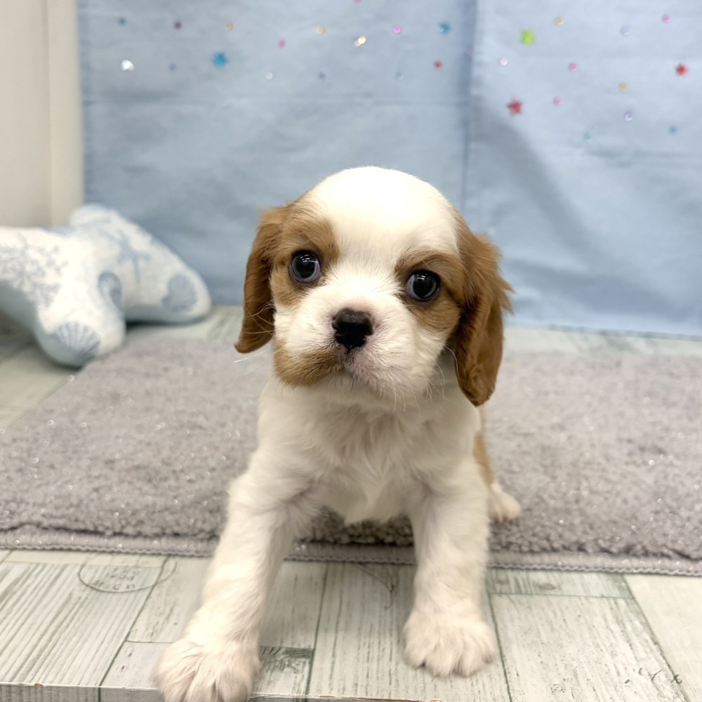 福岡県のキャバリアキングチャールズスパニエル (犬の家＆猫の里シュロアモール筑紫野店/2026年6月8日生まれ/男の子/ブレンハイム)の子犬の3枚目の画像