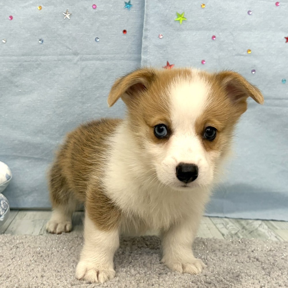 福岡県のウェルシュコーギーペンブローク (犬の家＆猫の里シュロアモール筑紫野店/2026年6月8日生まれ/男の子/レッドホワイト)の子犬の3枚目の画像