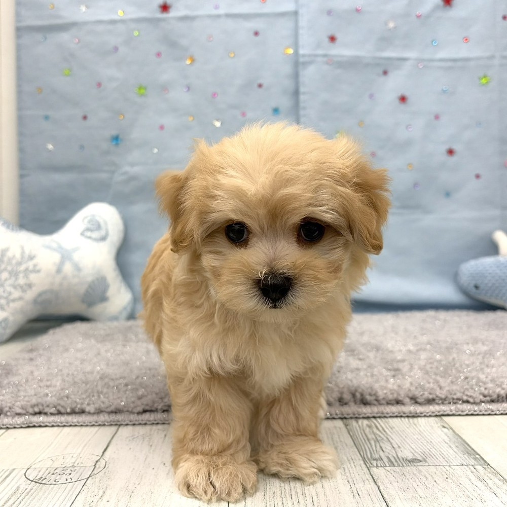 福岡県のマルプー(マルチーズ×プードル) (犬の家＆猫の里シュロアモール筑紫野店/2026年6月15日生まれ/男の子/アプリコット)の子犬の3枚目の画像