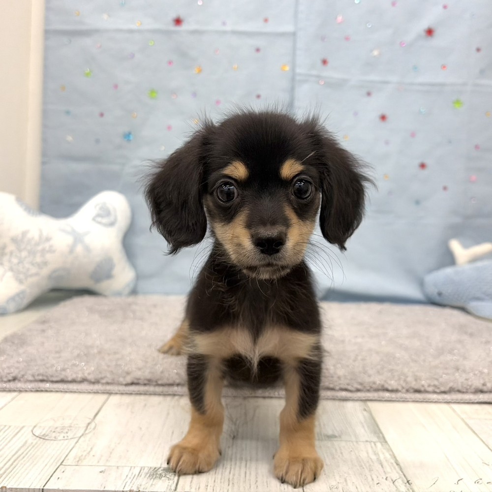 福岡県のチワックス(チワワ×ダックス) (犬の家＆猫の里シュロアモール筑紫野店/2026年6月15日生まれ/男の子/ブラックタン)の子犬の3枚目の画像