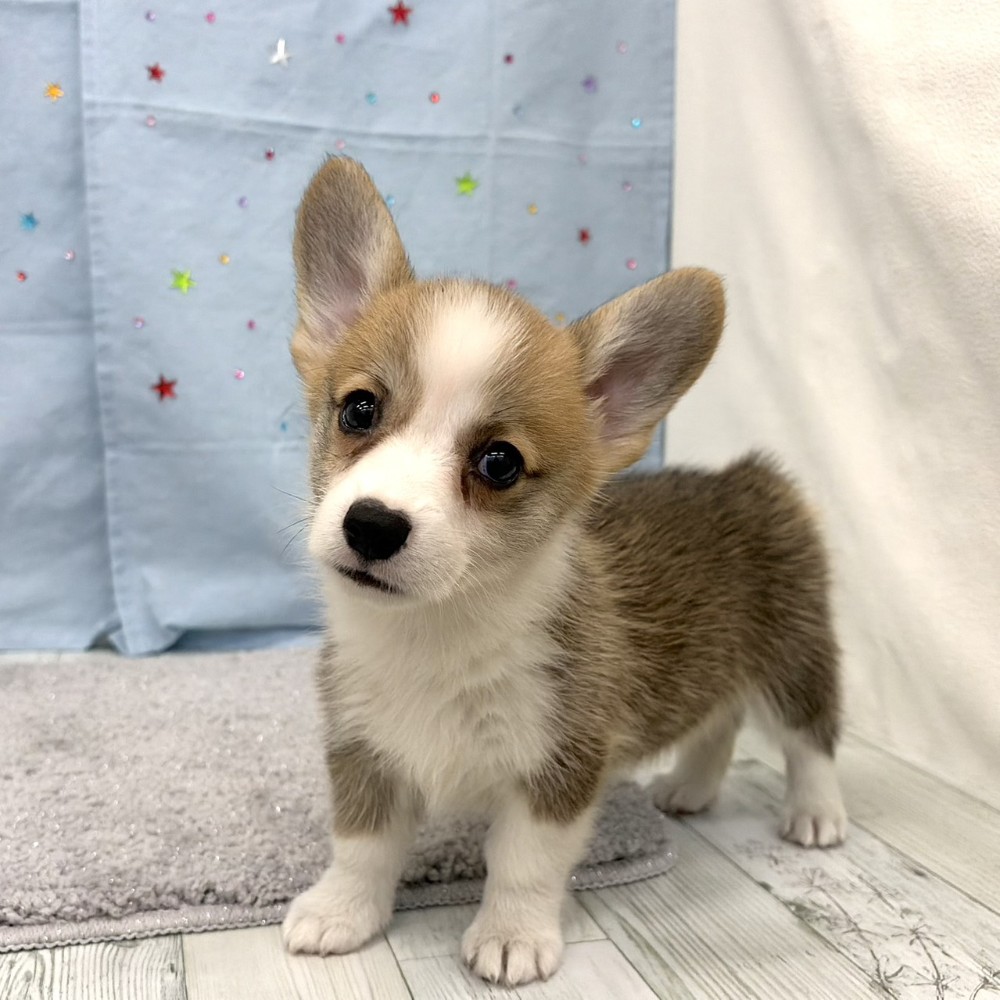 福岡県のウェルシュコーギーペンブローク (犬の家＆猫の里シュロアモール筑紫野店/2026年6月14日生まれ/女の子/レッドホワイト)の子犬の3枚目の画像