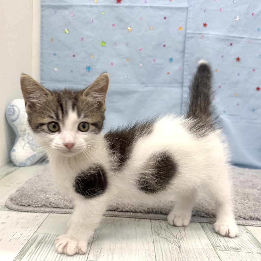 福岡県のマンチカン (犬の家＆猫の里シュロアモール筑紫野店/2026年6月5日生まれ/男の子/ブラウンタビーホワイト)の子猫の3枚目の画像
