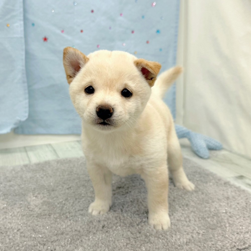 福岡県の豆柴 (犬の家＆猫の里シュロアモール筑紫野店/2026年6月21日生まれ/女の子/白)の子犬の3枚目の画像