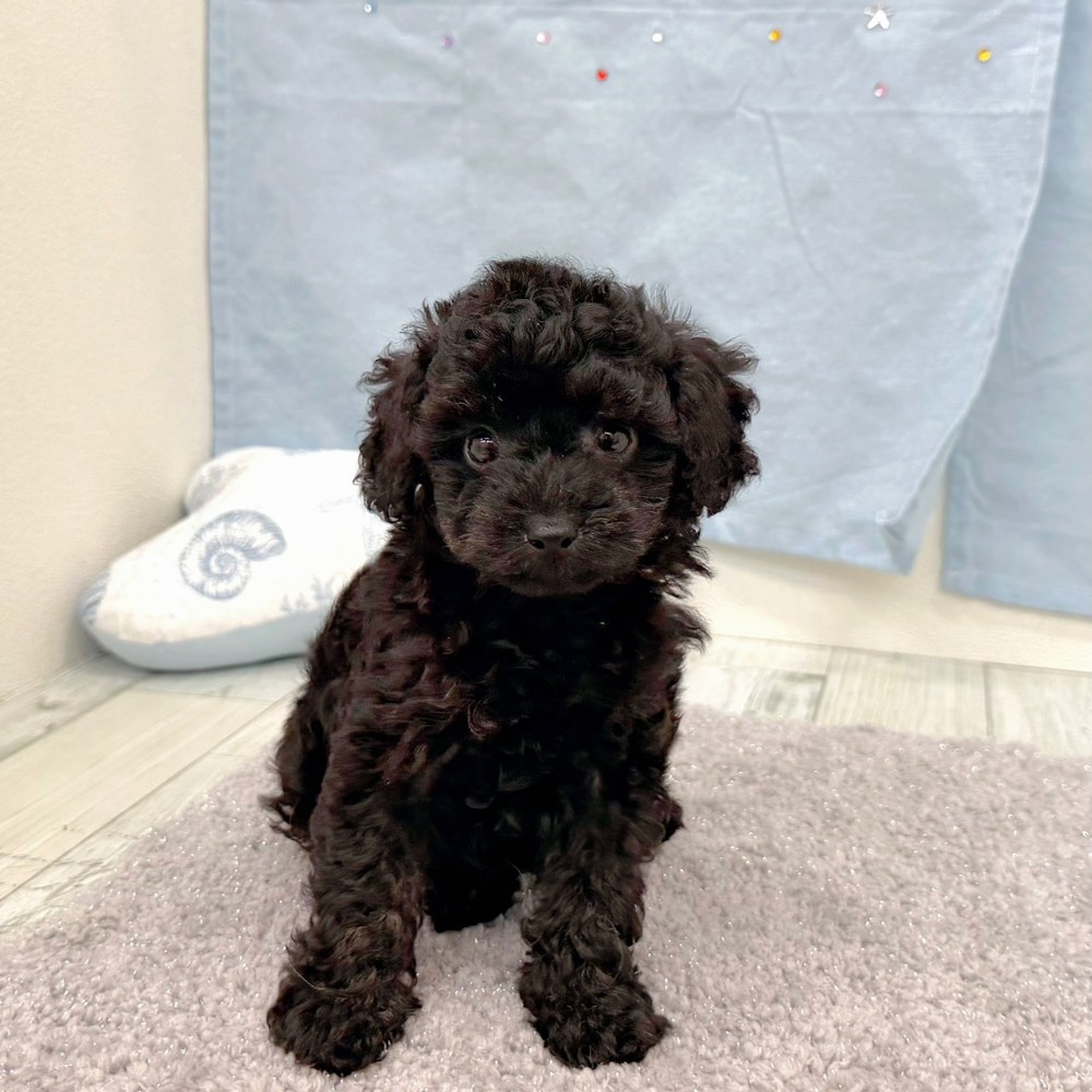 福岡県のトイプードル(トイ) (犬の家＆猫の里シュロアモール筑紫野店/2026年6月21日生まれ/男の子/ブラック)の子犬の1枚目の画像