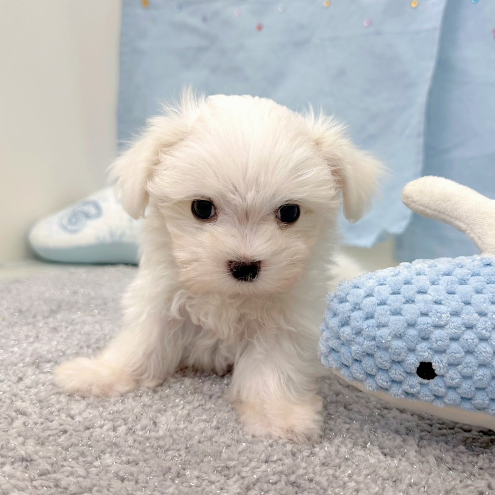 福岡県のマルチーズ (犬の家＆猫の里シュロアモール筑紫野店/2026年6月22日生まれ/男の子/ホワイト)の子犬の3枚目の画像