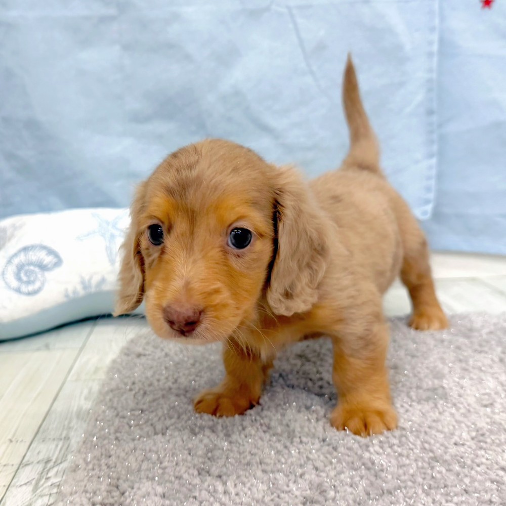 福岡県のミニチュアダックスフンド(ロング) (犬の家＆猫の里シュロアモール筑紫野店/2026年6月22日生まれ/女の子/チョコレートダップル)の子犬の3枚目の画像