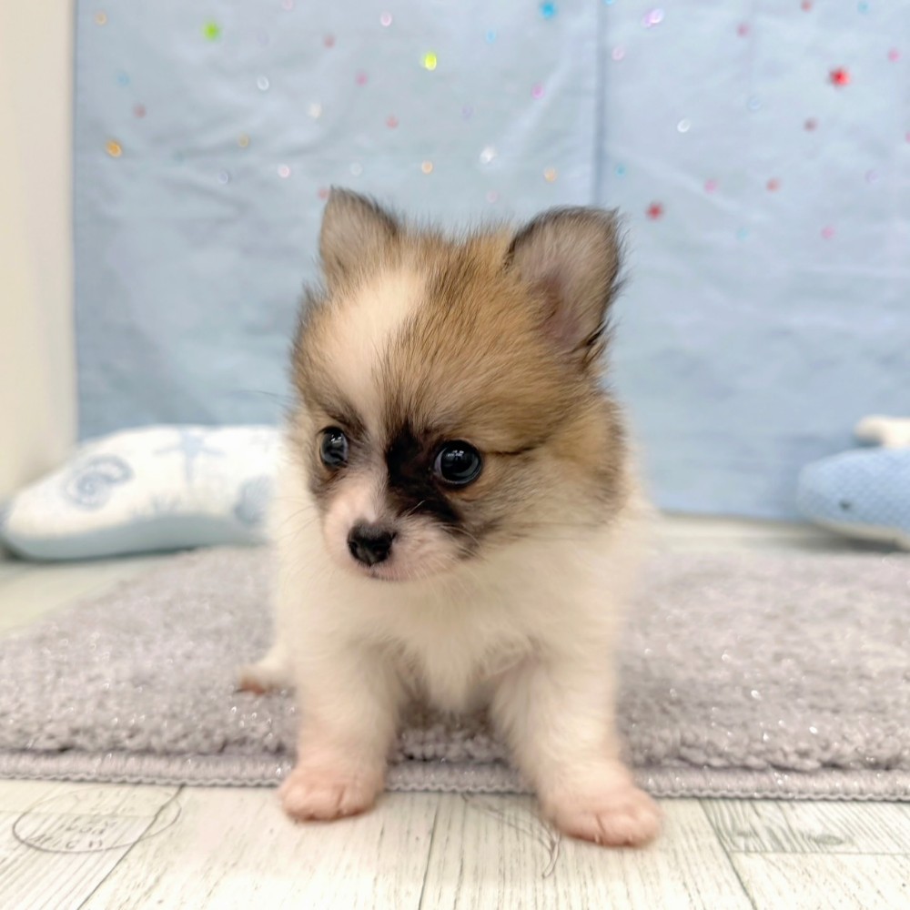 福岡県のポメチワ/チワポメ/ポメチー(ポメラニアン×チワワ) (犬の家＆猫の里シュロアモール筑紫野店/2026年6月22日生まれ/女の子/パーティーカラー)の子犬の3枚目の画像