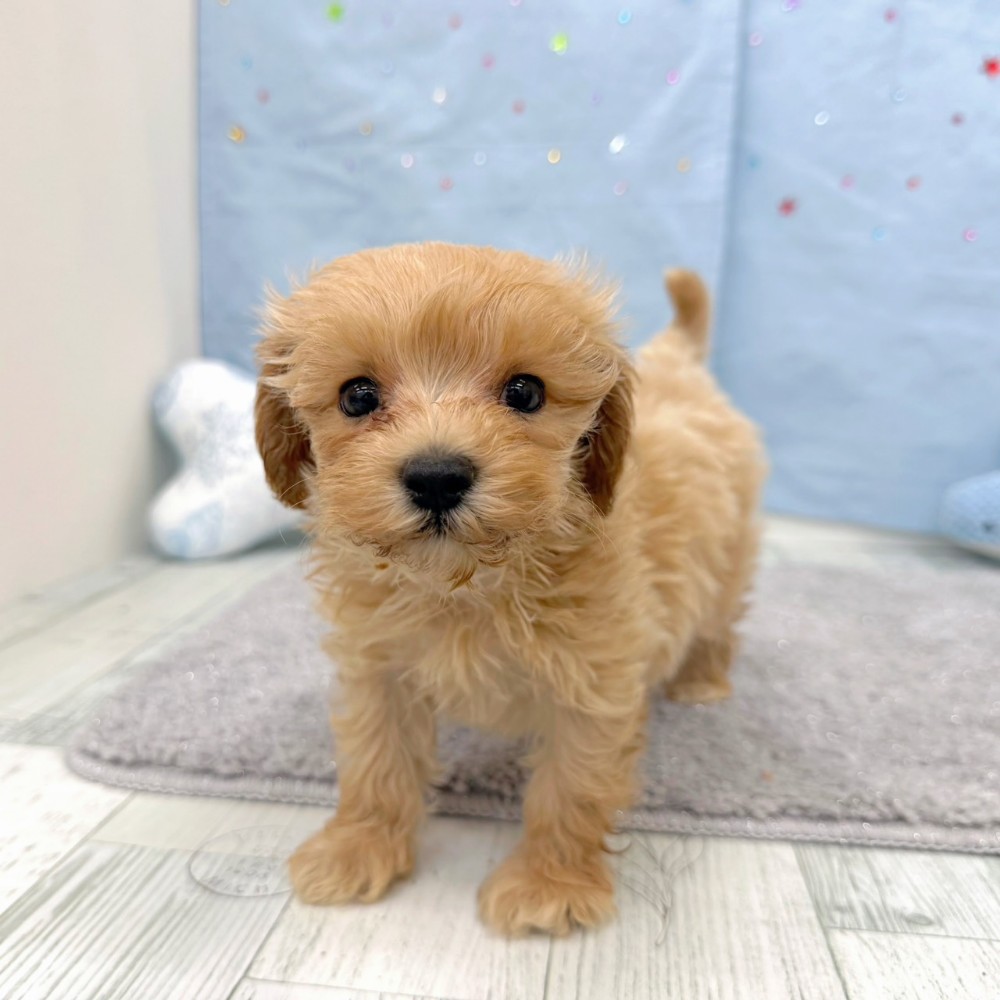 福岡県のマルプー(マルチーズ×プードル) (犬の家＆猫の里シュロアモール筑紫野店/2026年6月23日生まれ/男の子/クリーム)の子犬の3枚目の画像