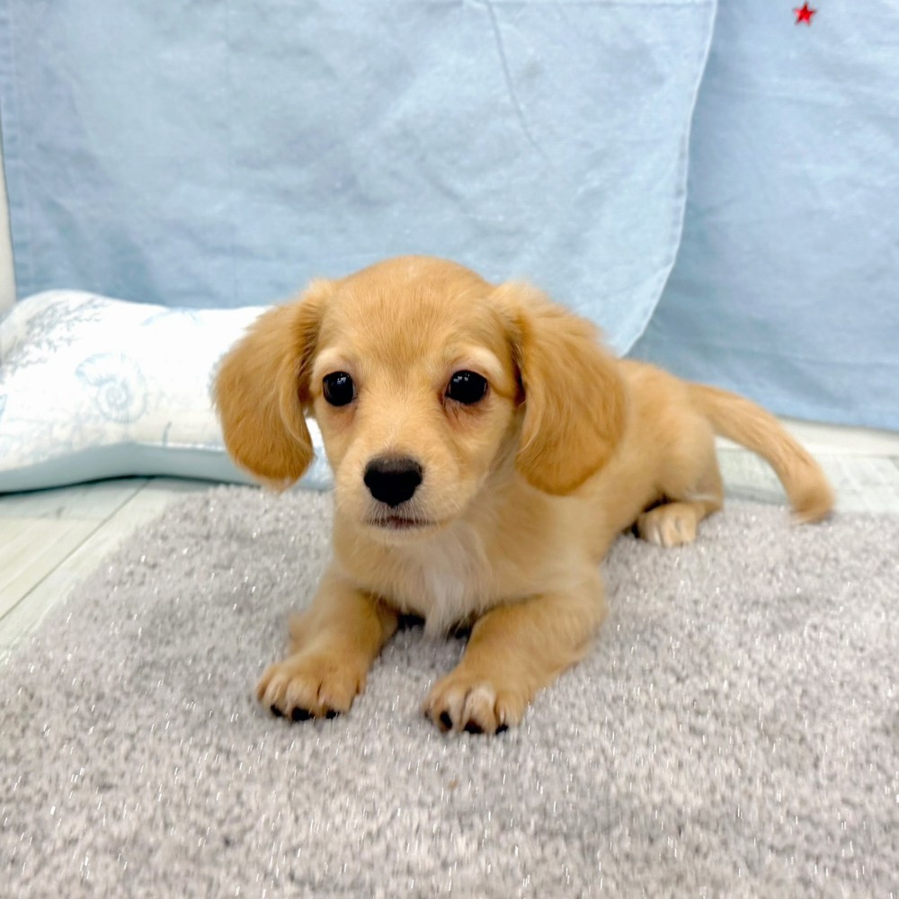 福岡県のチワックス(チワワ×ダックス) (犬の家＆猫の里シュロアモール筑紫野店/2026年6月17日生まれ/女の子/クリーム)の子犬の3枚目の画像