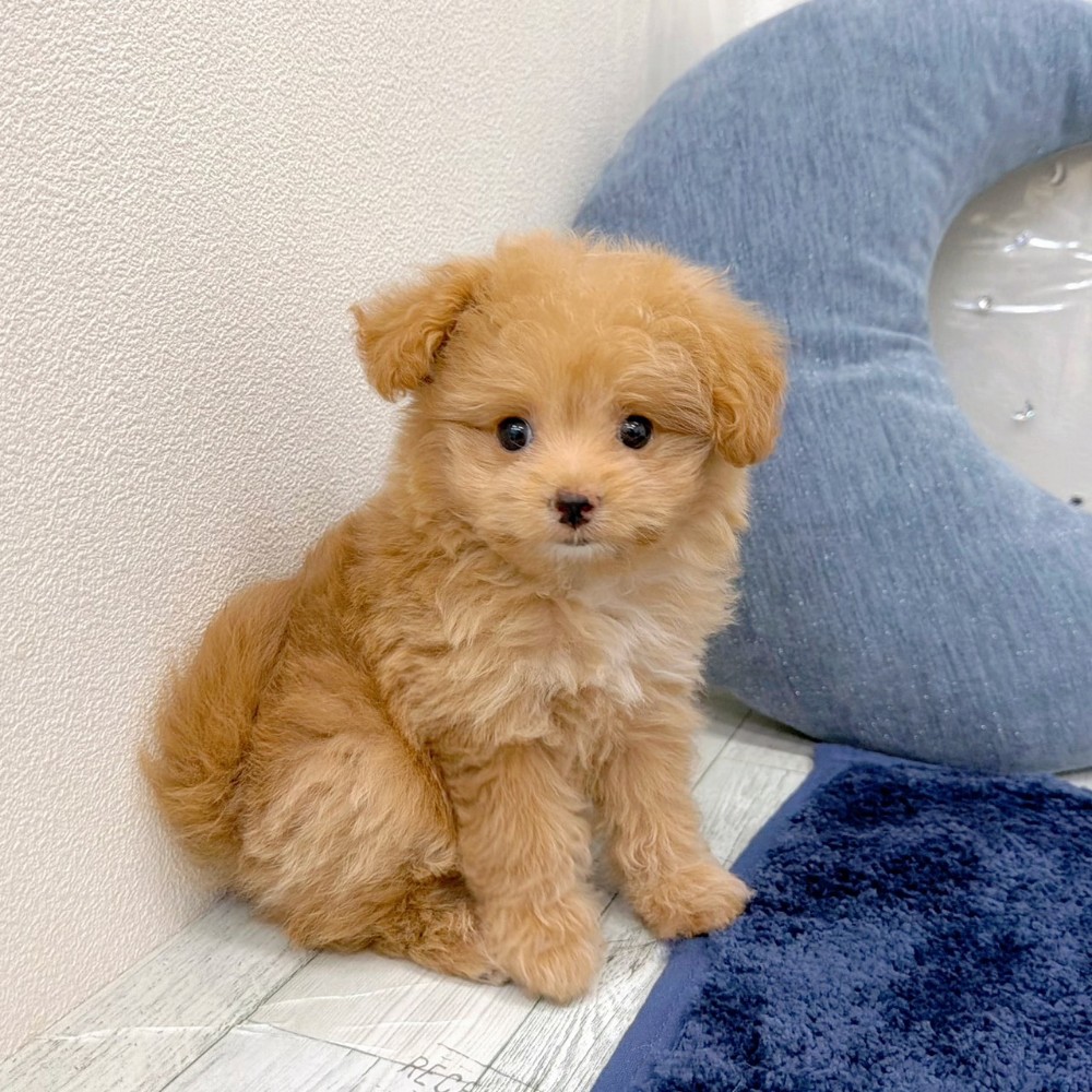 福岡県のポメプー(ポメラニアン×プードル) (犬の家＆猫の里シュロアモール筑紫野店/2026年6月29日生まれ/女の子/アプリコット)の子犬の3枚目の画像