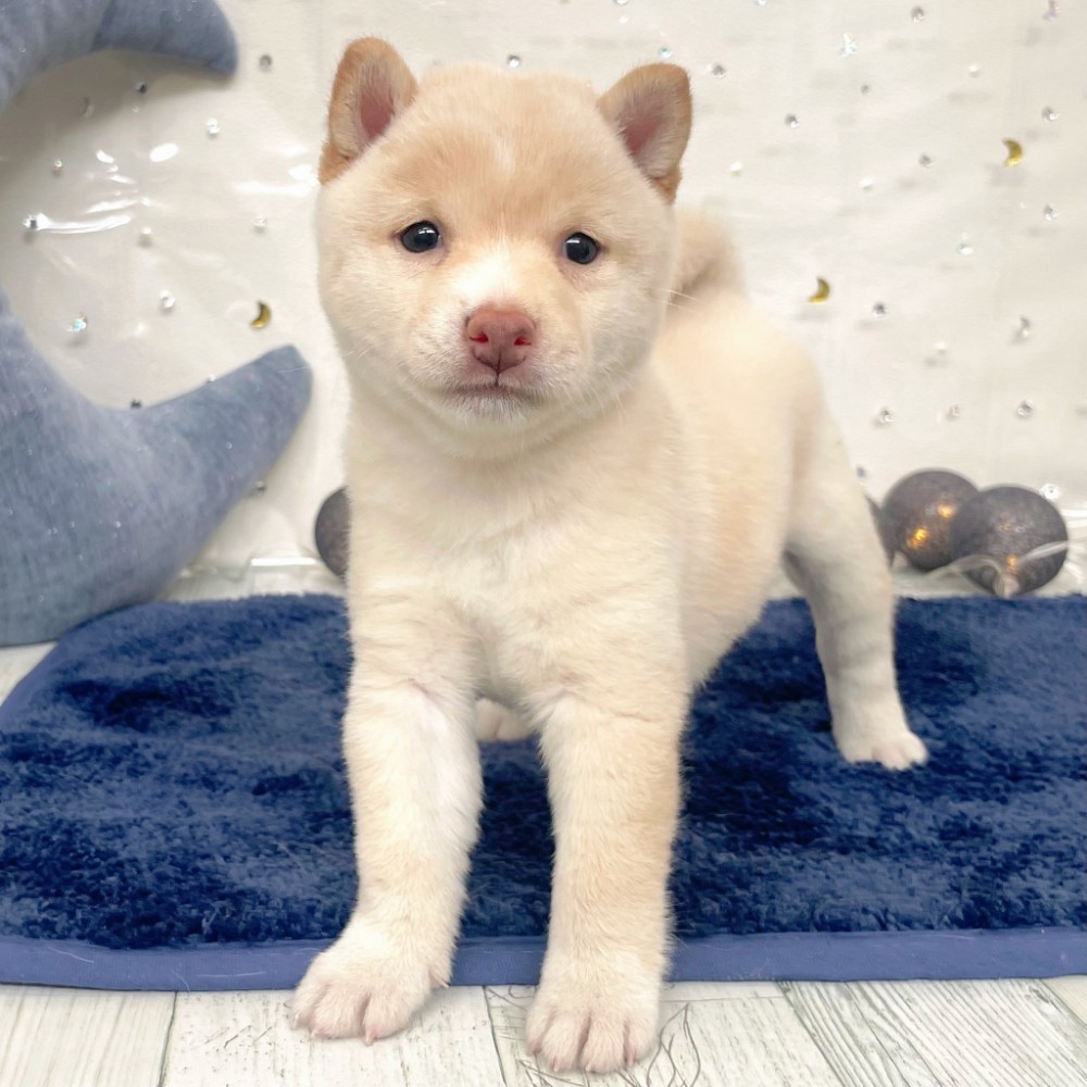 福岡県の豆柴 (犬の家＆猫の里シュロアモール筑紫野店/2026年7月6日生まれ/女の子/白)の子犬の3枚目の画像