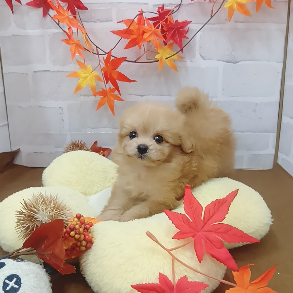 静岡県のポメプー(ポメラニアン×プードル) (犬の家＆猫の里プレ葉ウォーク浜北店/2025年7月21日生まれ/女の子/アプリコット)の子犬の3枚目の画像